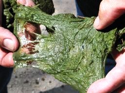 algaef1